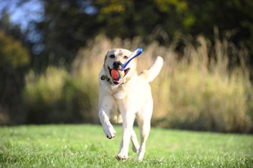 Chuckit! Ultra Tug Dog Toy, Medium Fetch and Dog Ball Tug Toy for Dogs 20-60 Pounds