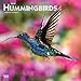 Hummingbirds 2020 12 x 12 Inch Monthly Square Wall Calendar with Foil Stamped Cover, Animals Wildlif by 