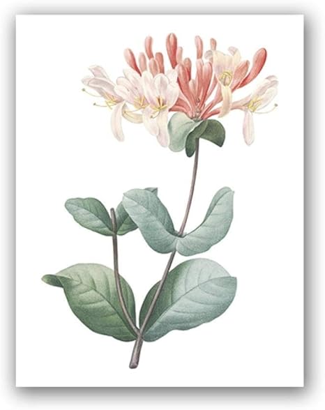 Amazon 現代スイカズラ植物イラストキャンバスポスターヴィンテージ壁アート絵画イタリア植物花壁画像家の装飾40 60センチ なしフレーム ウォールステッカー オンライン通販