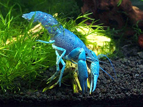 blue crayfish for sale petsmart