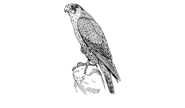 7 cm x 5 cm acrílico imán para nevera de dibujo Halcón Peregrino ...