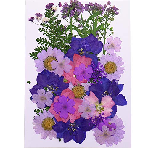 Monrocco Multicolor Real Pressed Dried Flowers DIY Preserved Flower Decorations for Art Craft DIY Resin