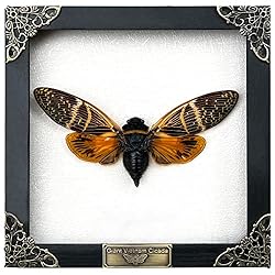 Real Framed Cicada Beetle Butterfly Shadow Box