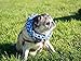 Friends Forever Chewers Play Dog Rope Toy for Medium Dogs and Puppy, Teething, Tug War - Tough Dog Toys Set 7-Piece Assortment, Blue