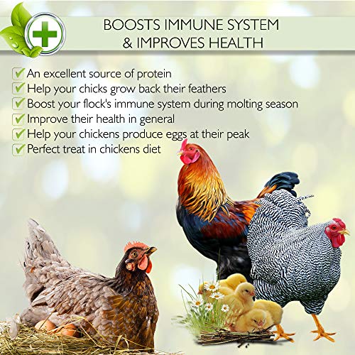 2 PICKY+NEB+Non+GMO+Dried+Mealworms