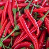 Cayenne Pepper Seeds for Planting Outdoors | Non