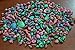 1200+ Pcs Assort Baby Mixed Dyed Multi-Colored Sea Shell Beach Decor Craft 1/2 lb