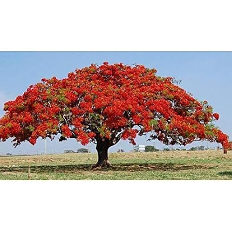 Creative Farmer Live Plant Gulmohar Flame Of The Forest Deciduous Tree Species Garden Plant 1 Healthy Live Plant Amazon In Garden Outdoors