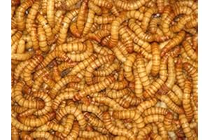 BESTBAIT 500 Count Live Giant Mealworms