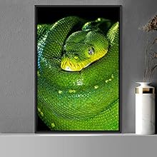 signwin Framed Canvas Wall Art Snake Contemporary Dramatic Hallway Multicolor Photography Reptiles Snakes - 24x36 inches