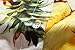 SSLR Women's Pineapple Short Sleeve Casual Blouses Hawaiian Tropical Shirt (X-Small, White)