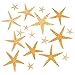 Fun Express Real Star Fish (Approx 30 Pieces) Starfish