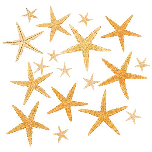Fun Express Set of Real Starfish Star Fish Decorations - Approx. 30 Pieces