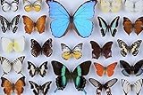 Mini Wooden Jigsaw Puzzle - Butterfly Collection