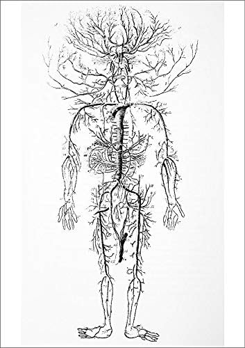 Media Storehouse A1 Poster of Arterial system, 18th century (6336702)