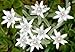 20 Edelweiss Flower Seeds