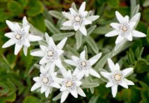 20 Edelweiss Flower Seeds