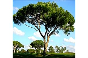 MYSEEDS.CO - BIG PACK SEEDS Big Pack - (30) Italian Stone Pine Seeds, Pinus pinea Pine Tree Seeds - Edible Pine Nuts - Non-GMO Seeds by MySeeds.Co (Big Pack - Italian Stone Pine)