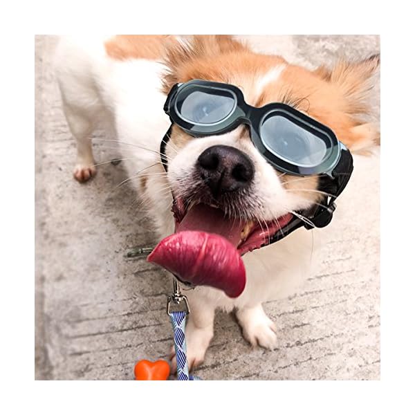 puppy goggles