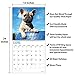 2020 French Bulldog Puppies Wall Calendar by Bright Day, 16 Month 12 x 12 Inch, Cute Dogs Animals Frenchies Canine