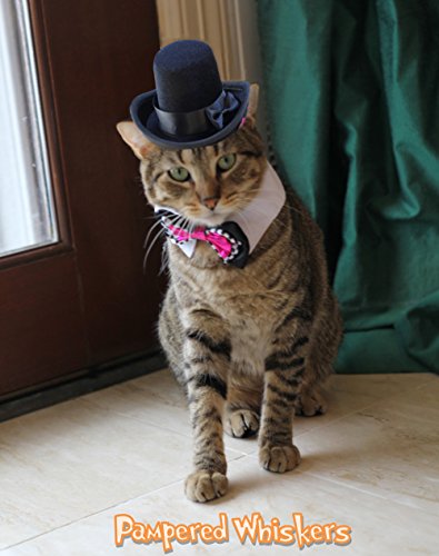 cat top hat