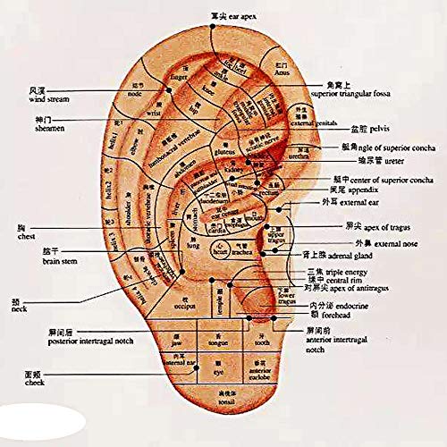 Ear Seeds,AutumnFall 300pcs Magnetic Therapy Ear Patch Auricular Auriculotherapy Acupuncture Seeds Paste (Gold) - Thumbnail 4