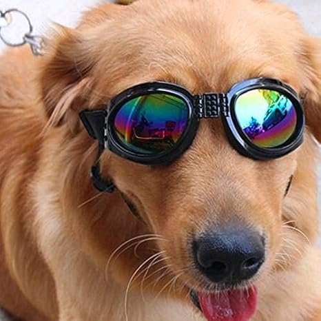 dog ski goggles