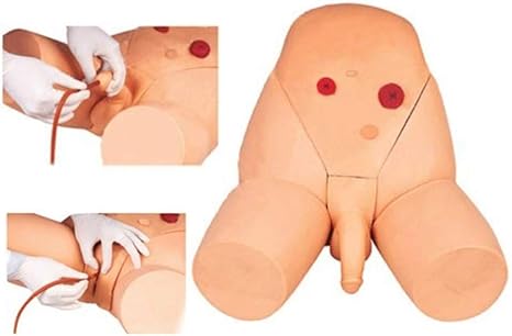 Amazon Co Jp 尿道カテーテルシミュレータキットモデル医療外科実践看護教育のための男性と女性の医療 内部および外部生殖型 ホーム キッチン