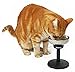 BugSnub Raised Pet Bowl