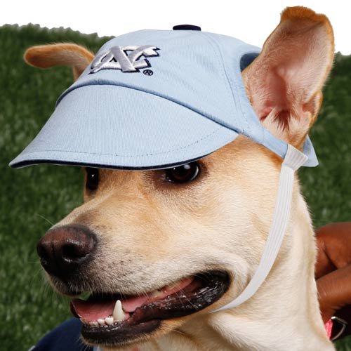Hats for Dogs