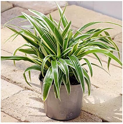 Amazon Co Jp 観葉植物 シャムオリヅルラン 3号 1ポット ペット用品 Amazon Co Jp 観葉植物 シャムオリヅルラン 3号 1ポット ペット用品