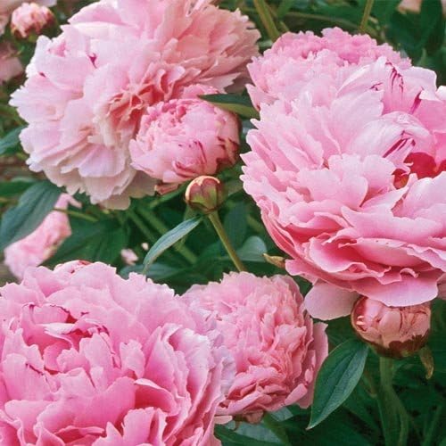 Sarah Bernhardt Peony