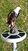 Eagle on Display Flagpole Topper Finial Ball - Hand Painted USA Realistic Lifelike