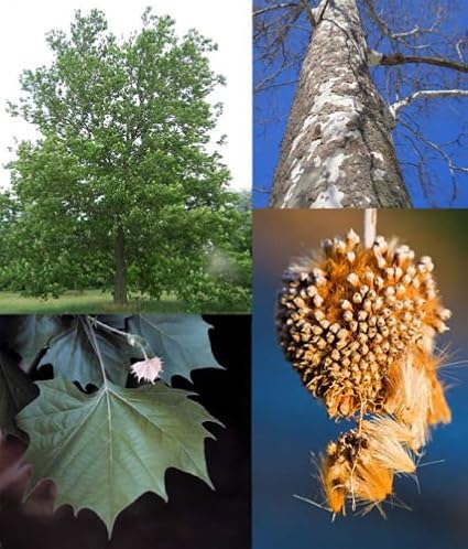 Amazon Com American Sycamore 100 Seeds Trees Seeds Garden Outdoor Amazon Com American Sycamore 100 Seeds Trees Seeds Garden Outdoor