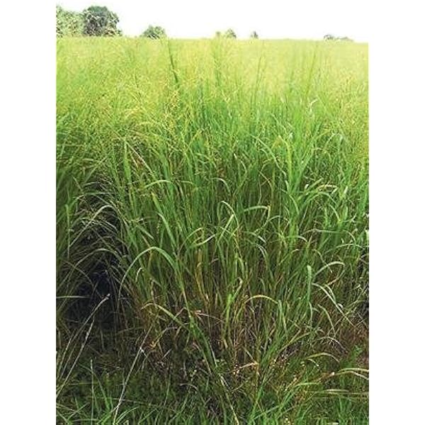 Blackwell Switchgrass ubicaciondepersonas.cdmx.gob.mx