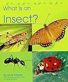 What Is an Insect? (The Animal Kingdom)