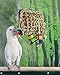 Birds LOVE Medium Seagrass Foraging Pouch Toy w Wood & Acrylic Toys on Leather Strings, Forage Hanging Chewing Fun for Macaw Cockatoo Grey Amazon – 10″ x 10″thumb 1