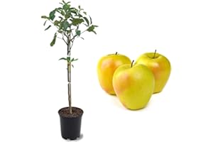 American Plant Exchange Dorsett Apple Tree, 1 Gallon Pot, 2-3 ft Tall, Live Outdoor Fruiting Plant, Sweet, Crisp and Tangy Fruit