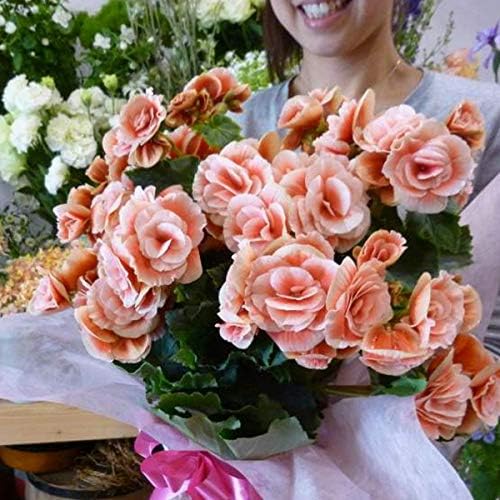 Amazon 母の日 ギフト リーガスベゴニア ボリアス店頭人気品種白の縁取りの花びらがとても印象深い人気品種です５号鉢植え 籐カゴ入り付きのお得セット価格母の日ギフトに最適お祝いプレゼントなどにいつもお世話になっている方に最高の贈り物自宅用にも リーガス