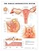 The Female Reproductive System Anatomical Chart