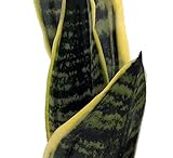 Hirt's Superba Robusta Snake Plant - Sanseveria - Impossible to kill! - 4" Pot
