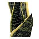 Hirt's Superba Robusta Snake Plant - Sanseveria - Impossible to kill! - 4" Pot