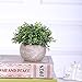 HC STAR Artificial Plant Potted Mini Fake Plant Decorative Lifelike Flower Green Plants Indoor and Outdoor Small Green Plants Fake Grass Plant for House Desk Shelf Greenery Room Decorations