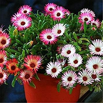 Amazon Co Jp 花の種子 キッチンガーデンガーデン ホームガーデンの種子エコパック 植物種子のための図マリーゴールドの種 ホーム キッチン