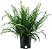 Costa Farms 10KIM Nephrolepis Obliterata Kimberly Queen Fern Live Indoor Plant, 1 Pack
