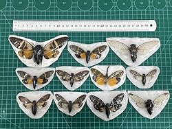 10 Real Assorted Cicadas Beetles Insect Taxidermy