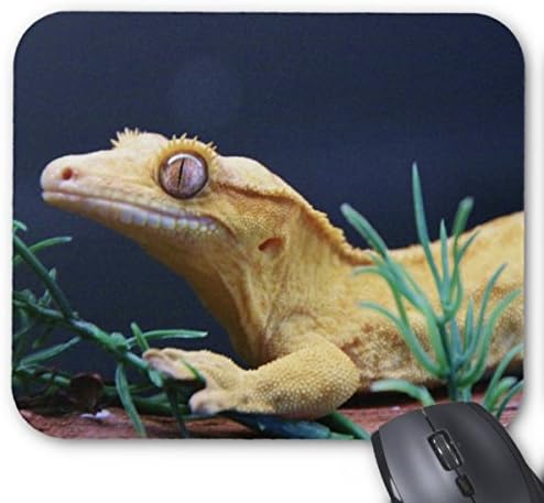 crested gecko mat