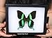 Framed Real Butterfly: Blue Mountain Swallowtail Riker Mount (8