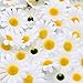 Topixdeals 100x Gerbera Daisy Flowers Heads for DIY Wedding Party (Yellow with White)