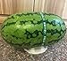 KYC Plastic 12Pack- Melon Cradle-Plant & Garden Support Protector for Watermelon, Squash, Pumpkin - Holds up to 20 lbs